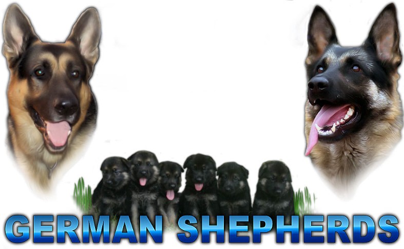 german shepherd puppies for sale free state