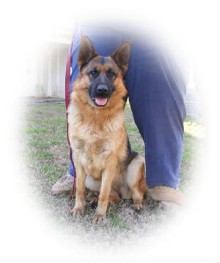 german shepherd female