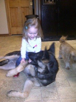 concord-german shepherd puppy little girl